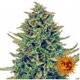 CBD Blue Shark - Barney's Farm